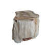 Versteend Hout stam