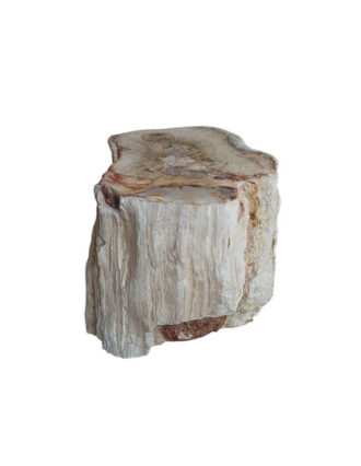Versteend Hout stam