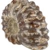 ammoniet-tractorwiel-2-3-cm (1) ammoniet-tractorwiel-2-3-cm