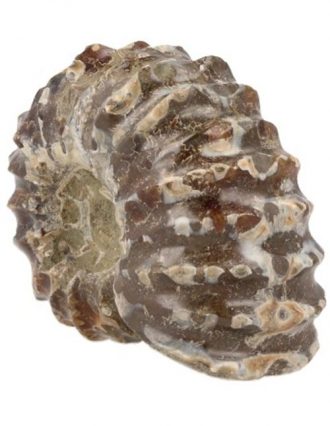 ammoniet-tractorwiel-2-3-cm