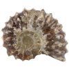 ammoniet-tractorwiel-2-3-cm ammoniet-tractorwiel-2-3-cm
