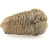 trilobiet-bruin-ca-6-cm
