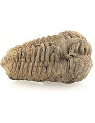 trilobiet-bruin-ca-6-cm