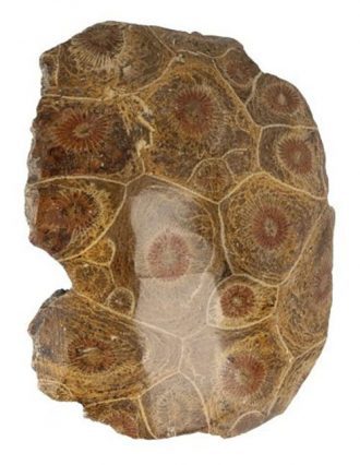 Fossiel Hersenkoraal