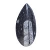 Orthoceras Geslepen