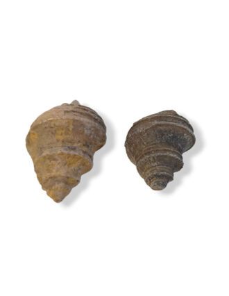 Turritella schelp paartje