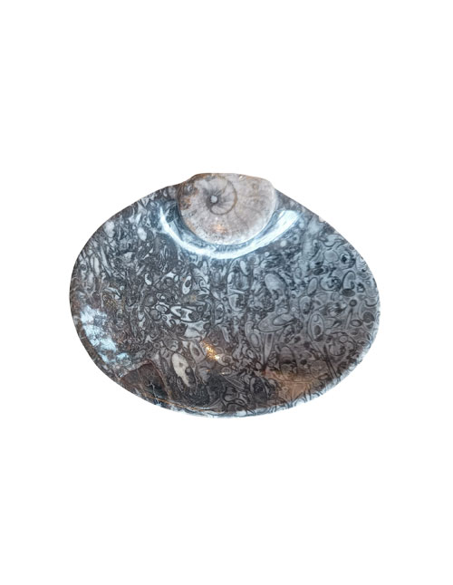 Orthoceras-schaaltje-met-Goniatiet-2 Orthoceras schaaltje met Goniatiet