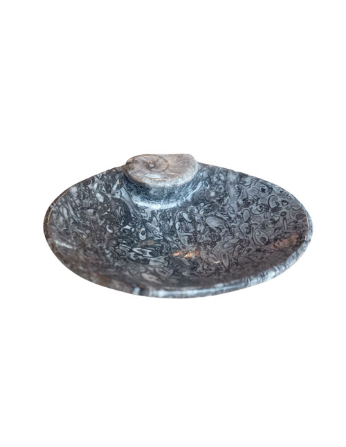 Orthoceras-schaaltje-met-Goniatiet Orthoceras schaaltje met Goniatiet