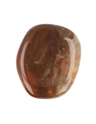 Versteend hout zaksteen